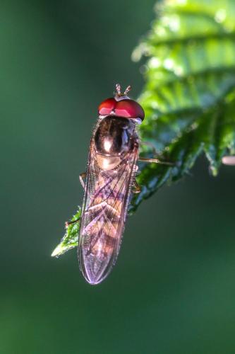 Meliscaeva auricollis